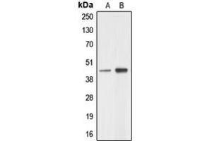 Western blot analysis of AARSD1 expression in A549 (A), HeLa (B) whole cell lysates.