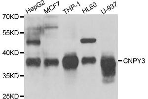 Western blot analysis of extracts of various cell lines, using CNPY3 antibody (ABIN5975491) at 1/1000 dilution. (TNRC5 antibody)