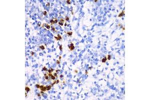 Immunohistochemistry (Paraffin-embedded Sections) (IHC (p)) image for anti-Transcription Factor A, Mitochondrial (TFAM) (AA 1-220) antibody (ABIN6149024)