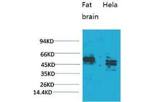 Western Blot (WB) analysis of 1) Rat Brain Tissue, 2)HeLa, with CXCR4 Rabbit Polyclonal Antibody diluted at 1:2000.