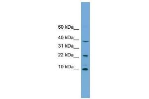 CHCHD8 antibody used at 0. (COA4 antibody  (Middle Region))