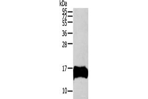 Western blot analysis of HUVEC cells using S100A13 Polyclonal Antibody at dilution of 1:200