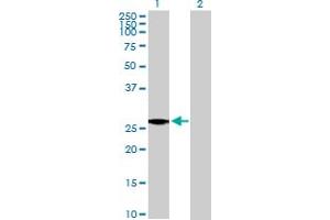 Western Blot analysis of IGL@ expression in transfected 293T cell line by IGL@ MaxPab polyclonal antibody. (IgL antibody  (AA 1-232))
