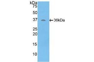 Western blot analysis of recombinant Human ATP6AP2. (ATP6AP2 antibody  (AA 17-302))