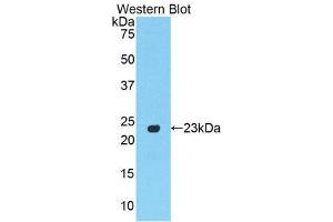 Western Blotting (WB) image for anti-Peroxisome Proliferator-Activated Receptor gamma (PPARG) (AA 311-493) antibody (ABIN1860283)