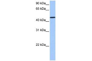 SAMD14 antibody used at 1 ug/ml to detect target protein. (SAMD14 antibody  (N-Term))