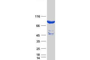 Validation with Western Blot (KBTBD7 Protein (Myc-DYKDDDDK Tag))
