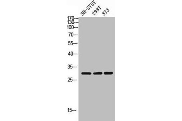 APOOL antibody  (C-Term)