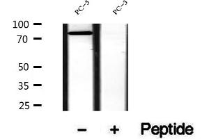 Western blot analysis of extracts of PC-3 cells, using SEC63 antibody.