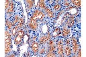 Detection of CD10 in Human Kidney Tissue using Polyclonal Antibody to Neprilysin (CD10) (MME antibody  (AA 565-750))