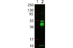 Western Blot showing detection of Maltose Binding Protein (MBP) (0. (MBP Tag antibody)