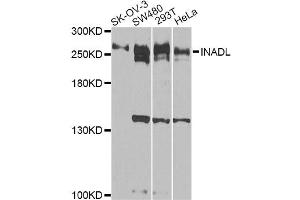 Western blot analysis of extracts of various cell lines, using INADL antibody.
