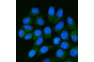 IF analysis of TSTA3/GFUS using anti-TSTA3/GFUS antibody (ABIN7825400). (GFUS (AA 44-321) antibody)