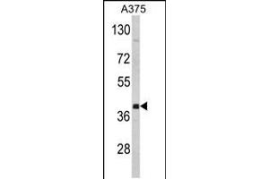 Western blot analysis of hFNTA-A345 in A375 cell line lysates (35ug/lane) (FNTA antibody  (C-Term))