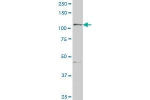 GTF2IRD1 antibody  (AA 431-530)