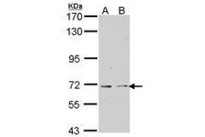 Image no. 1 for anti-K(lysine) Acetyltransferase 5 (KAT5) (AA 230-462) antibody (ABIN467563) (KAT5 antibody  (AA 230-462))