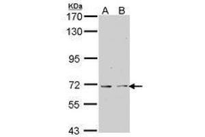 Image no. 1 for anti-K(lysine) Acetyltransferase 5 (KAT5) (AA 230-462) antibody (ABIN467563) (KAT5 antibody  (AA 230-462))