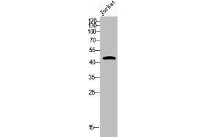 Western Blot analysis of JK cells using Phospho-MKP-1/2 (S296/318) Polyclonal Antibody (MKP-1/2 antibody  (pSer296, pSer318))