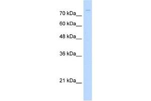 ZNF709 antibody (20R-1237) used at 0. (ZNF709 antibody  (N-Term))