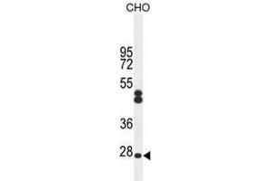 CF062 Antibody (Center) western blot analysis in CHO cell line lysates (35ug/lane). (C6ORF62 antibody  (Middle Region))