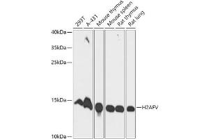 Western blot analysis of extracts of various cell lines, using Histone H2AFV antibody (ABIN7267555) at 1:1000 dilution.