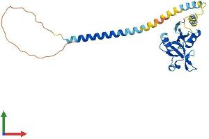 AlphaFold protein structure predicition of Mouse Recombinant Klra4 Protein, UniprotID Q60651 (Klra4 Protein (AA 1-263) (His tag))
