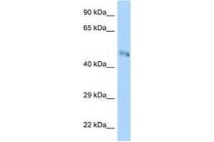 B3GNT7 antibody  (AA 251-300)