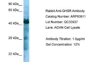 Western Blotting (WB) image for anti-Growth Hormone Secretagogue Receptor (GHSR) (C-Term) antibody (ABIN970766) (GHSR antibody  (C-Term))