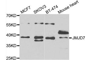 Western blot analysis of extracts of various cell lines, using JMJD7 antibody. (JMJD7 antibody)