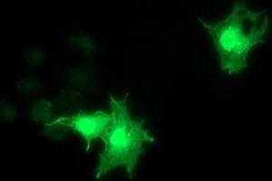 Anti-RASD2 mouse monoclonal antibody (ABIN2453975) immunofluorescent staining of COS7 cells transiently transfected by pCMV6-ENTRY RASD2 (RC201454). (RASD2 antibody)