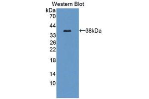 Western Blotting (WB) image for anti-Endothelial PAS Domain Protein 1 (EPAS1) (AA 21-336) antibody (ABIN1176137) (EPAS1 antibody  (AA 21-336))