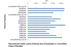 The recombinant Acetyl Lysine antibody recognizes acetylated lysine in peptides with different sequences. (Recombinant Acetylated Lysine antibody)