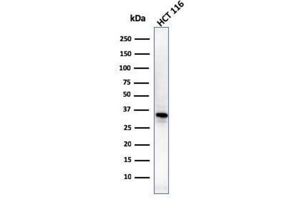VTCN1 antibody