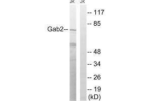 Western blot analysis of extracts from Jurkat cells, treated with TNF (2500U/ml, 30mins), using Gab2 (epitope around residue 623) antibody. (GAB2 antibody  (Ser623))