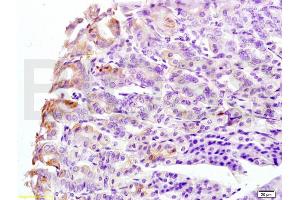 Formalin-fixed and mouse stomach tissue labeled with Anti-CK8 Polyclonal Antibody, Unconjugated (ABIN737751) at 1:200 followed by conjugation to the secondary antibody and DAB staining (KRT8 antibody  (AA 51-150))