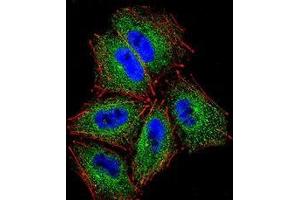 Confocal immunofluorescent analysis of NCI-H460 cells using PCDHAC2 Antibody , followed by Alexa Fluor 488-conjugated goat anti-rabbit lgG (green). (PCDHAC2 antibody  (Middle Region))