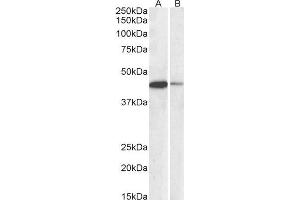 ABIN2561997 (0. (CREB1 antibody  (AA 96-109))