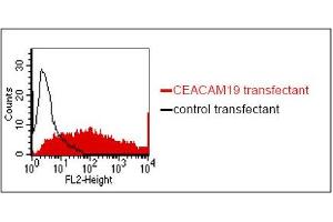 FACS analysis of BOSC23 cells using HY-8H10. (CEACAM19 antibody)