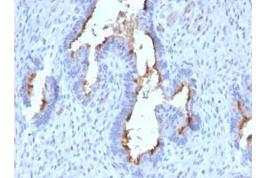 Formalin-fixed, paraffin-embedded human Endometrium stained with Podocalyxin Mouse Monoclonal Antibody (PODXL/2185). (PODXL antibody  (AA 310-447))