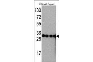 Western blot analysis of anti-G7 Monoclonal Antibody ABIN387793 by Recombinant G7 protein (Fragment 34KD). (ATG7 antibody)