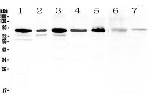 MED15 antibody  (AA 1-285)