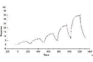 Biotinylated Human FGF10, No tag immobilized on CM5 Chip can bind Human FGFR2 alpha IIIb, His tag with an affinity constant of 147. (FGF10 Protein (AA 38-208) (Biotin))