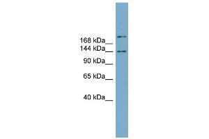 MAPKBP1 antibody used at 1 ug/ml to detect target protein. (MAPKBP1 antibody  (N-Term))