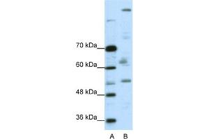 WB Suggested Anti-PEG3 Antibody Titration:  0. (PEG3 antibody  (C-Term))