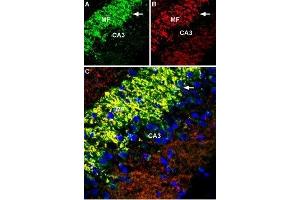 Expression of Zinc transporter 3 in rat hippocampus - Immunohistochemical staining of immersion-fixed, free floating rat brain frozen sections using Anti-ZnT3 (SLC30A3) Antibody (ABIN7043715, ABIN7045356 and ABIN7045357), (1:600). (Slc30a3 antibody  (2nd Cytoplasmic Loop))