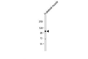 Western Blot at 1:1000 dilution + human skeletal muscle lysate Lysates/proteins at 20 ug per lane. (GAS2L2 antibody  (C-Term))
