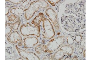 Immunoperoxidase of monoclonal antibody to TAOK2 on formalin-fixed paraffin-embedded human kidney. (TAO Kinase 2 antibody  (AA 831-930))