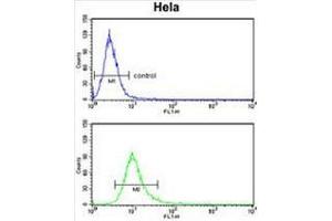 PCAT1 Antibody (C-term) flow cytometry analysis of Hela cells (bottom histogram) compared to a negative control cell (top histogram). (LPCAT1 antibody  (C-Term))