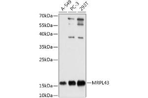 Western blot analysis of extracts of various cell lines, using MRPL43 antibody (ABIN7268573) at 1:1000 dilution. (MRPL43 antibody  (AA 80-155))