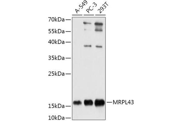 MRPL43 抗体  (AA 80-155)